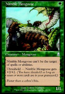 Mangosta agil / Nimble Mongoose