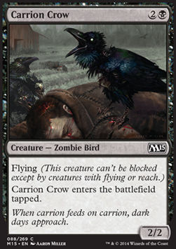 Cuervo carroñero / Carrion Crow