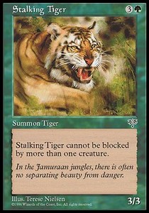 Tigre al acecho / Stalking Tiger