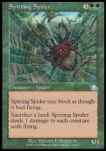 Araña Escupidora / Spitting Spider