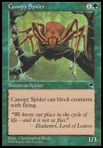 Araña de la enramada / Canopy Spider