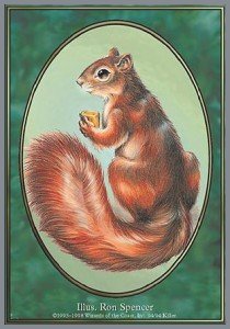 Token ardilla / Squirrel Token